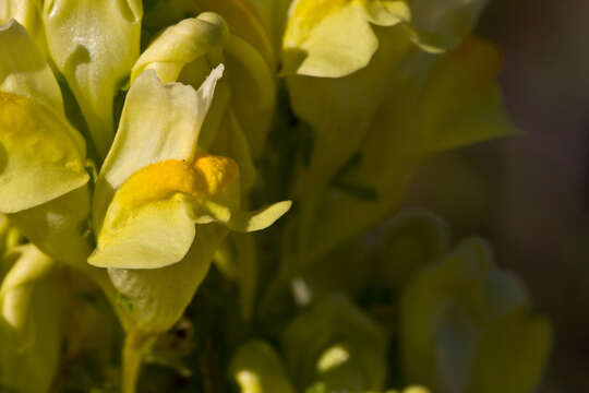 Image of Common Toadflax