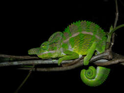 Image of Malagasy chameleons