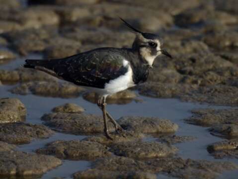 Image of Lapwing