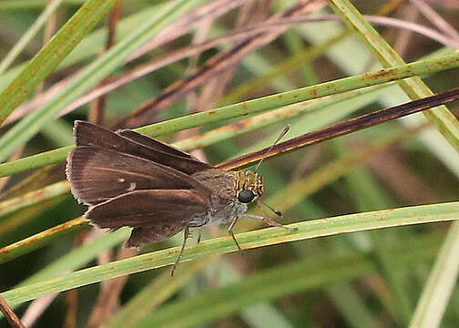 Image of Dun Sedge Skipper