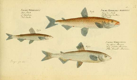 Слика од Osmerus