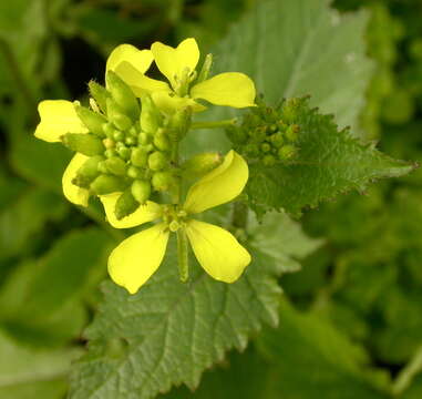 Image of charlock mustard