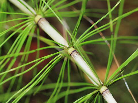 Image of Equisetum telmateia subsp. telmateia