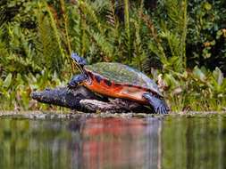 Image of Cooter Turtles