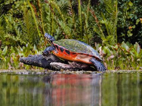 Image of Cooter Turtles