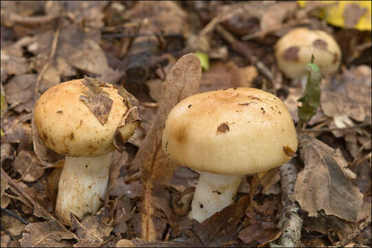 Image of Russula grata Britzelm. 1893