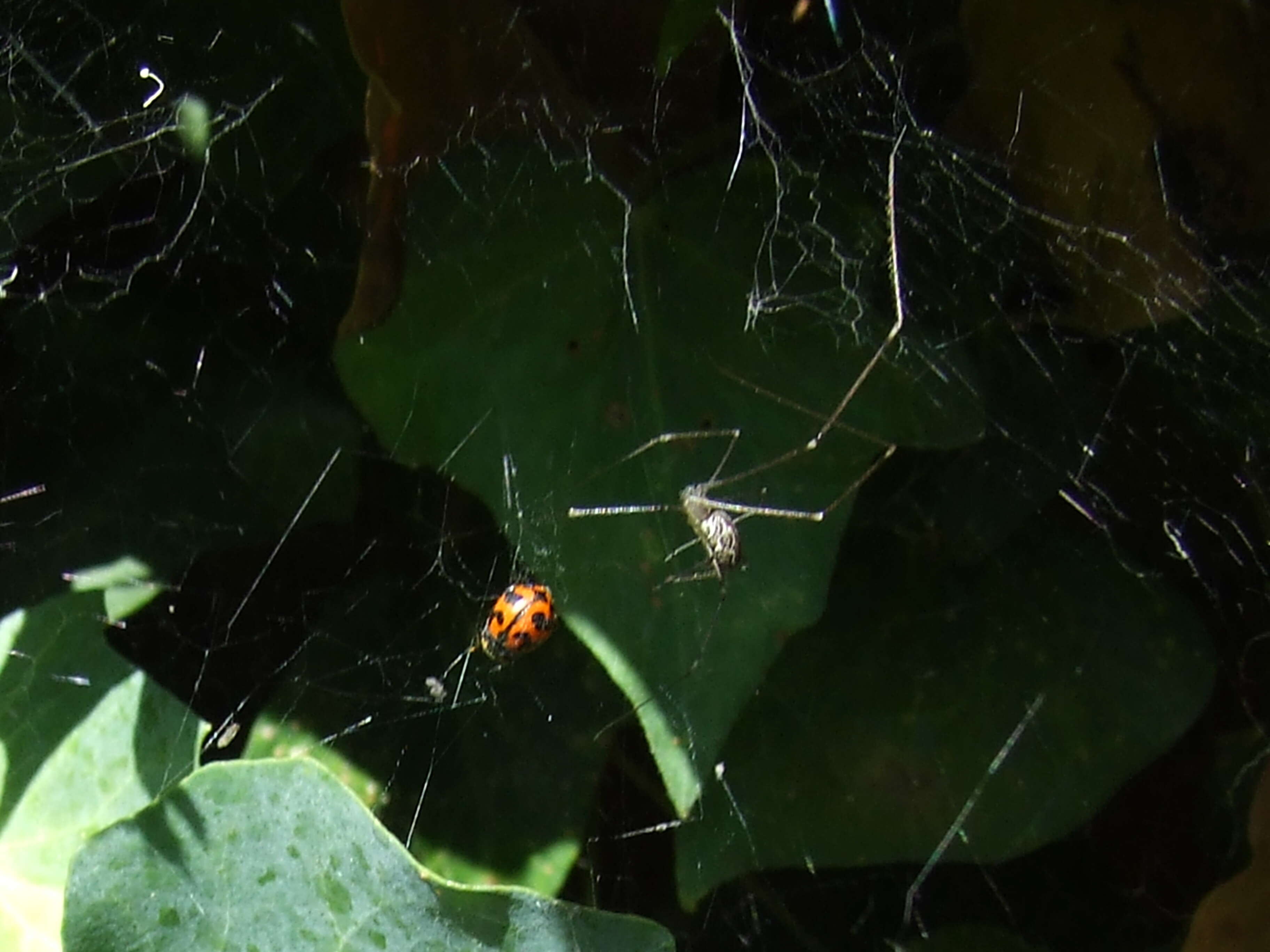 Image of daddy long-legs spiders