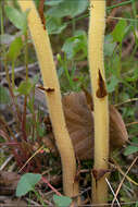 Image of Orobanche flava Mart.