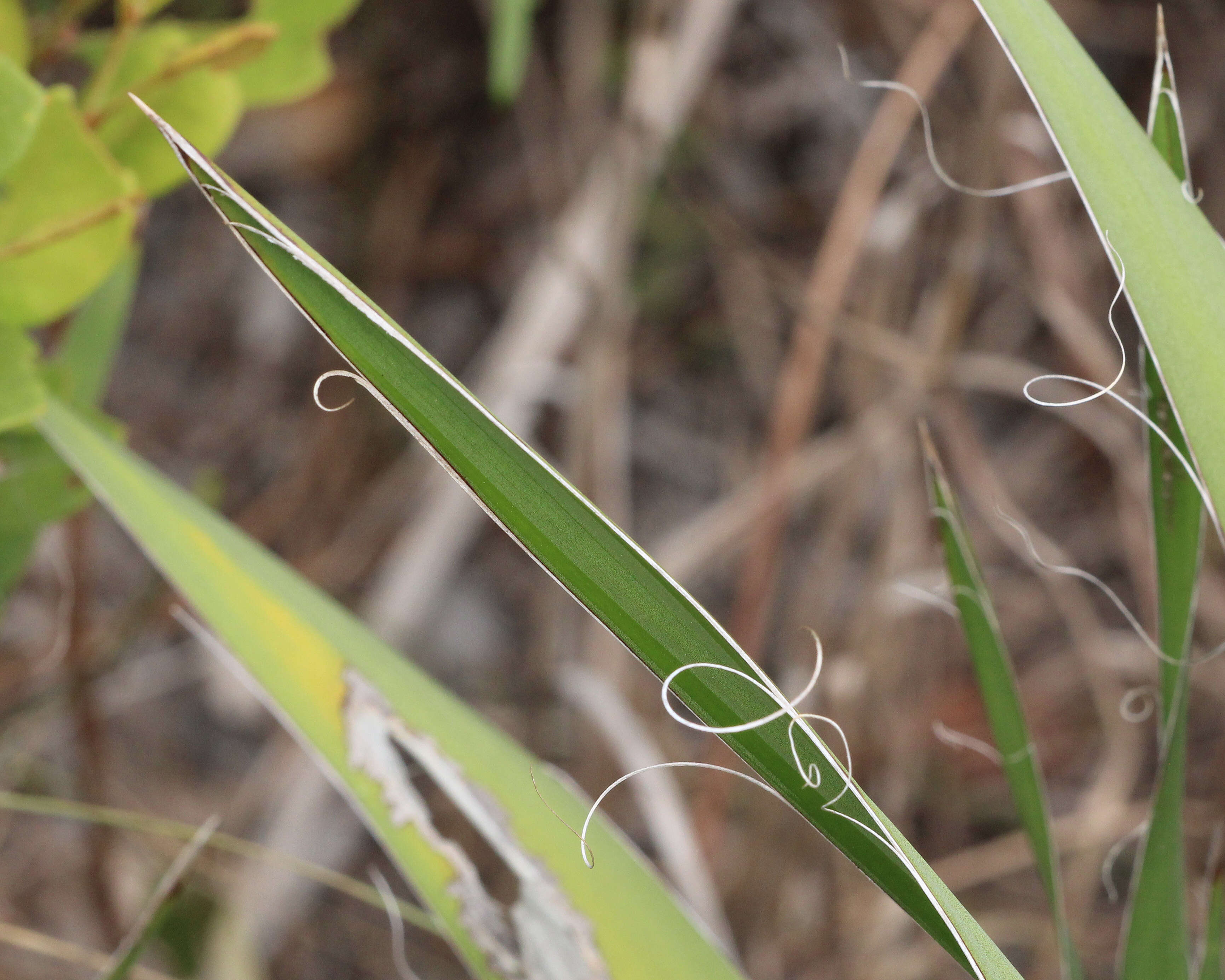 Image of yucca