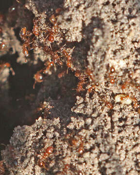 Image of Red imported fire ant