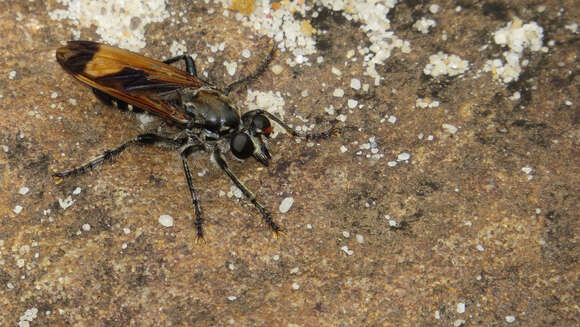 Image of Orthogonis ornatipennis (Macquart 1850)