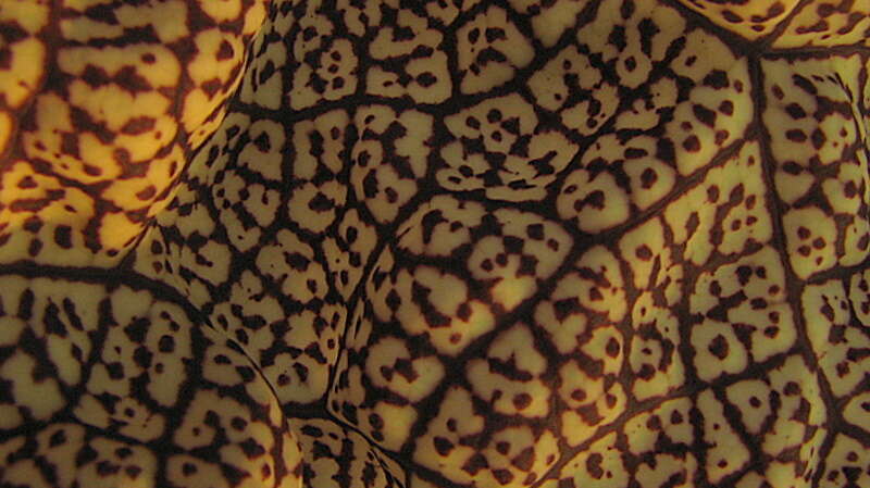 Plancia ëd Aristolochia labiata Willd.