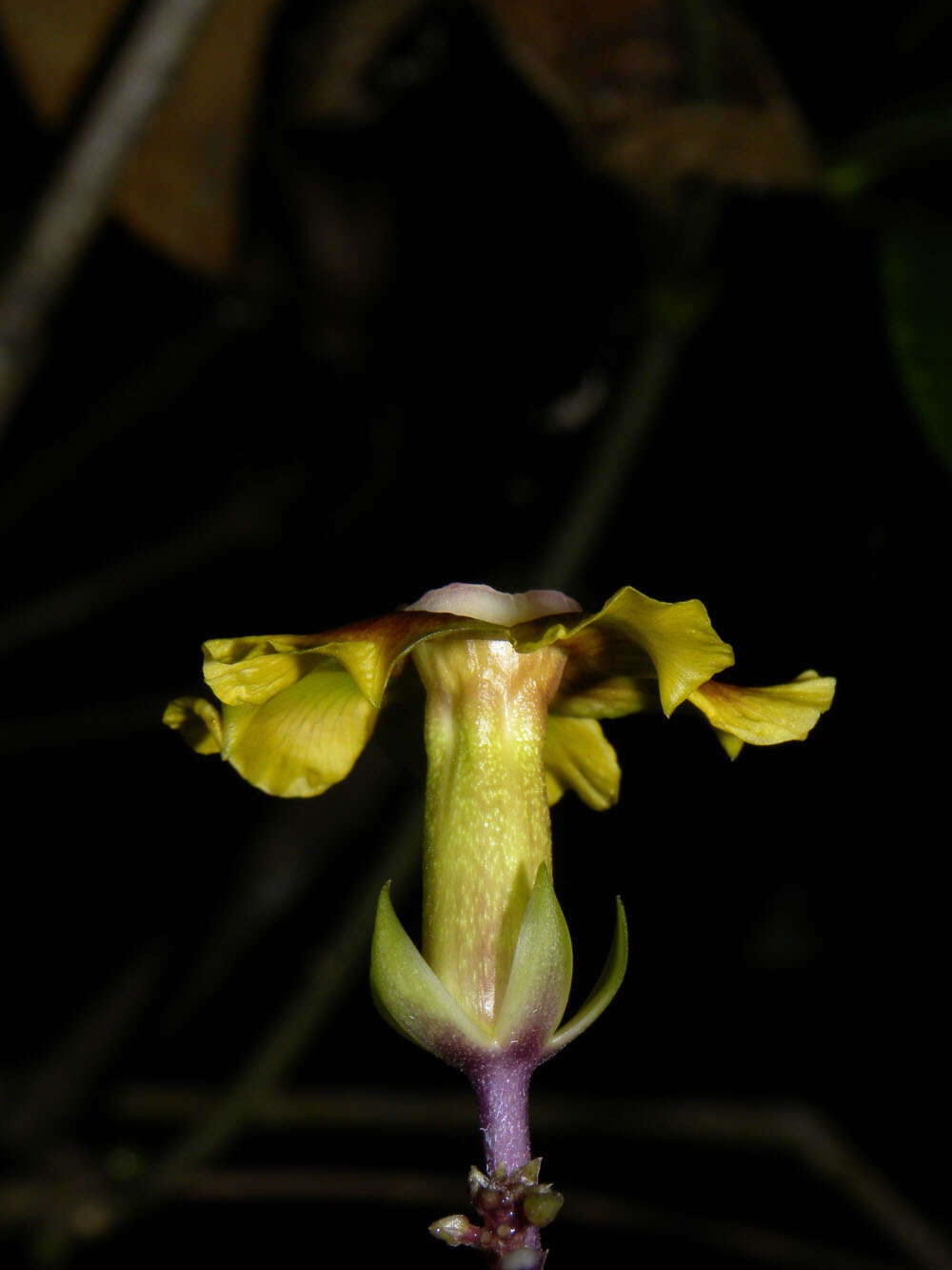 Image of Prestonia longifolia (Sessé & Moç.) J. F. Morales