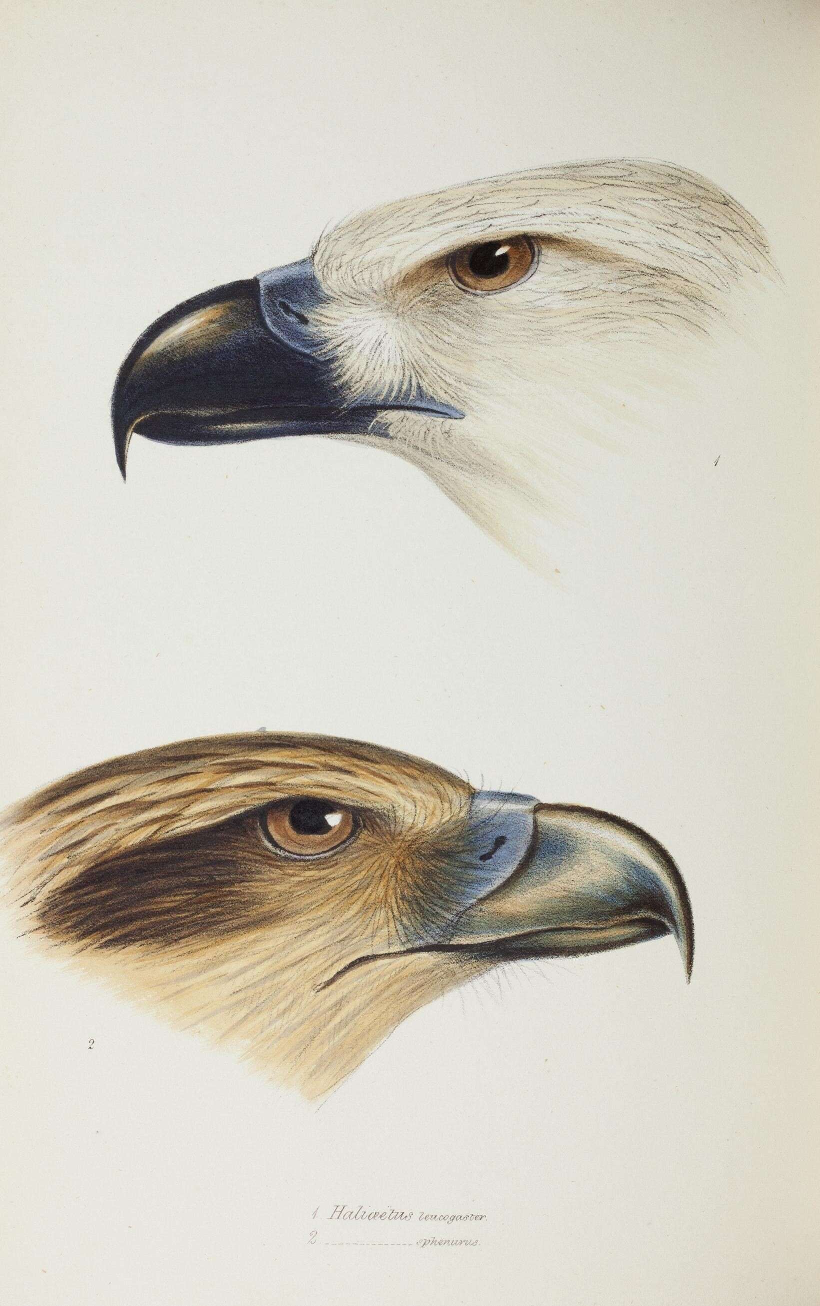 Image of Sea eagles