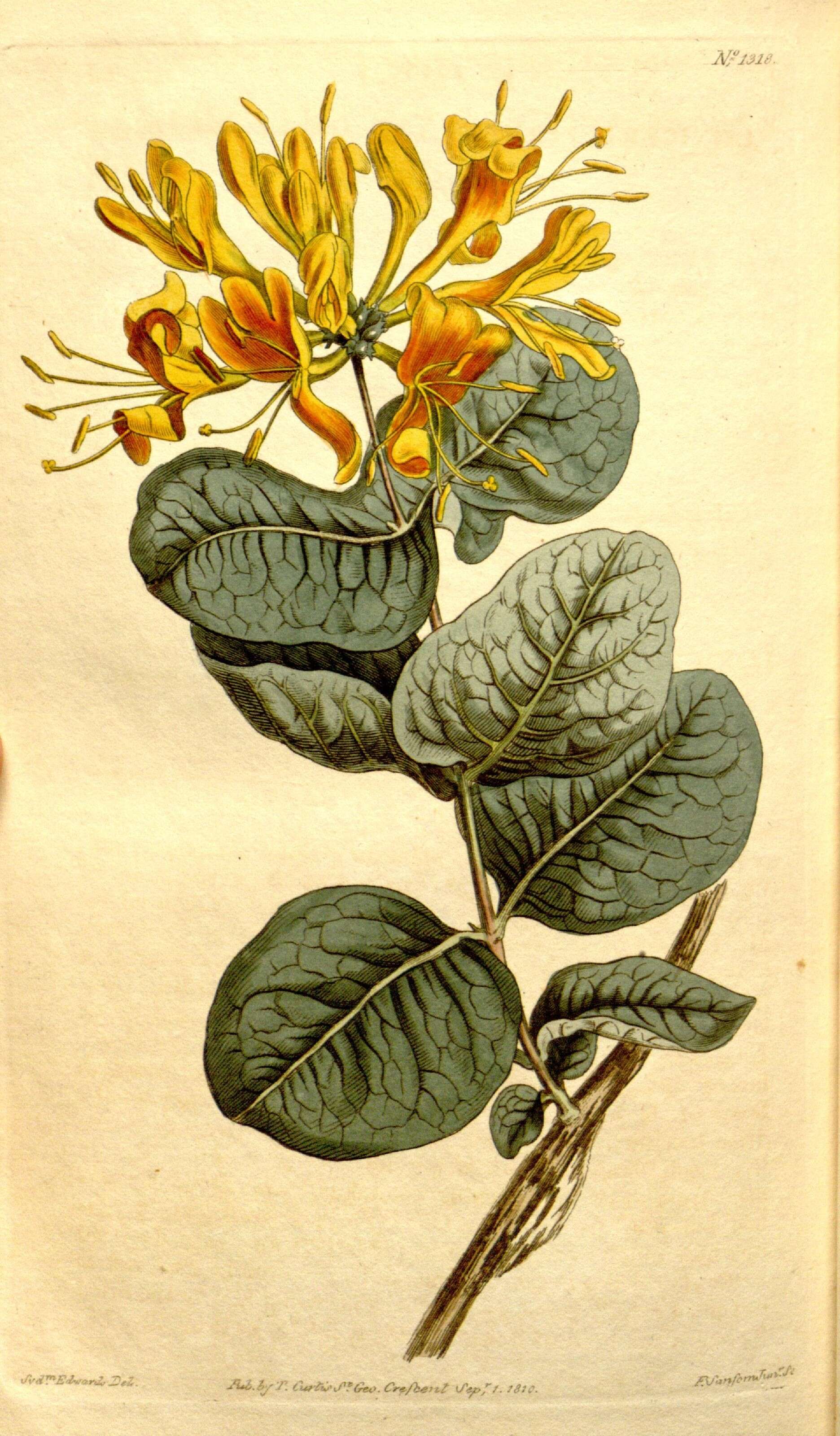 Image of yellow honeysuckle