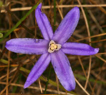 Sivun Brodiaea kuva