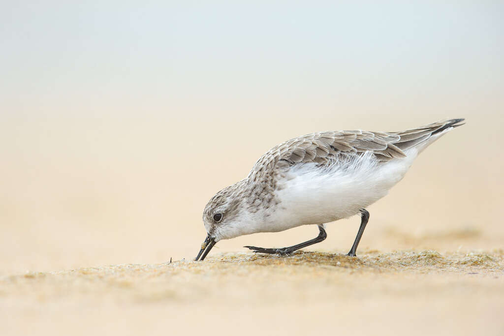 Image of Calidris Merrem 1804