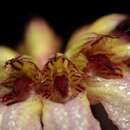 Image de Bulbophyllum auratum (Lindl.) Rchb. fil.