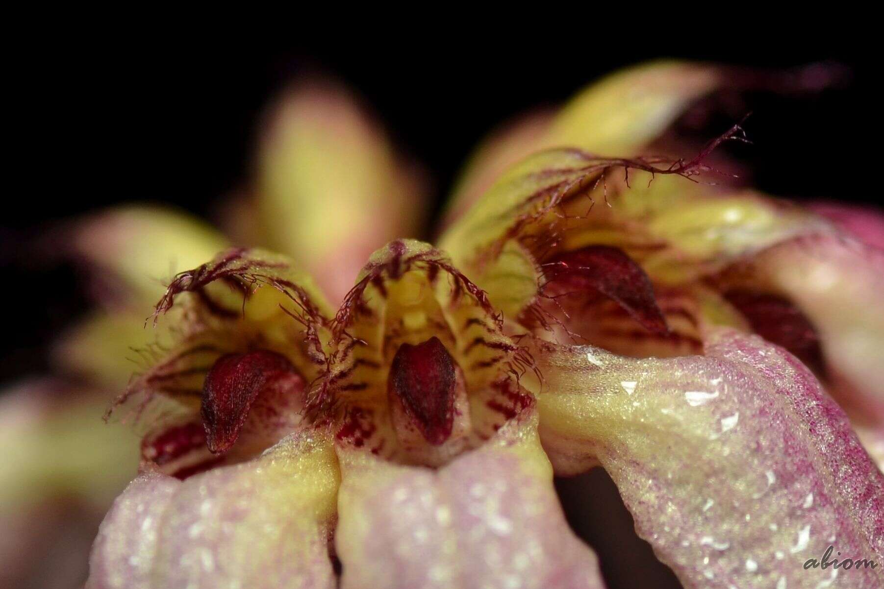 Bulbophyllum auratum (Lindl.) Rchb. fil.的圖片