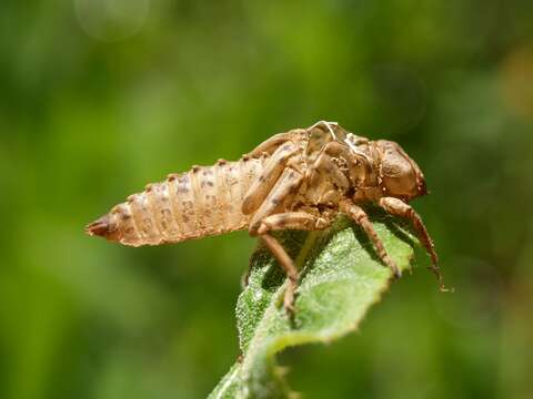 Image of blue-eyed hook-tailed dragonfly