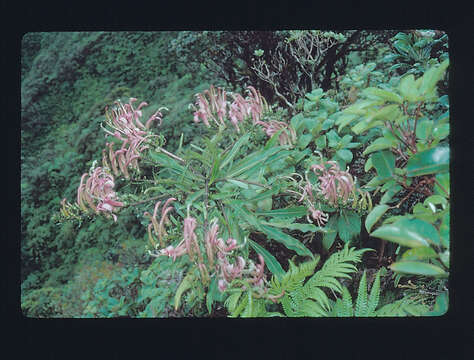 Image of false lobelia