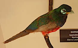 Image of African Trogons