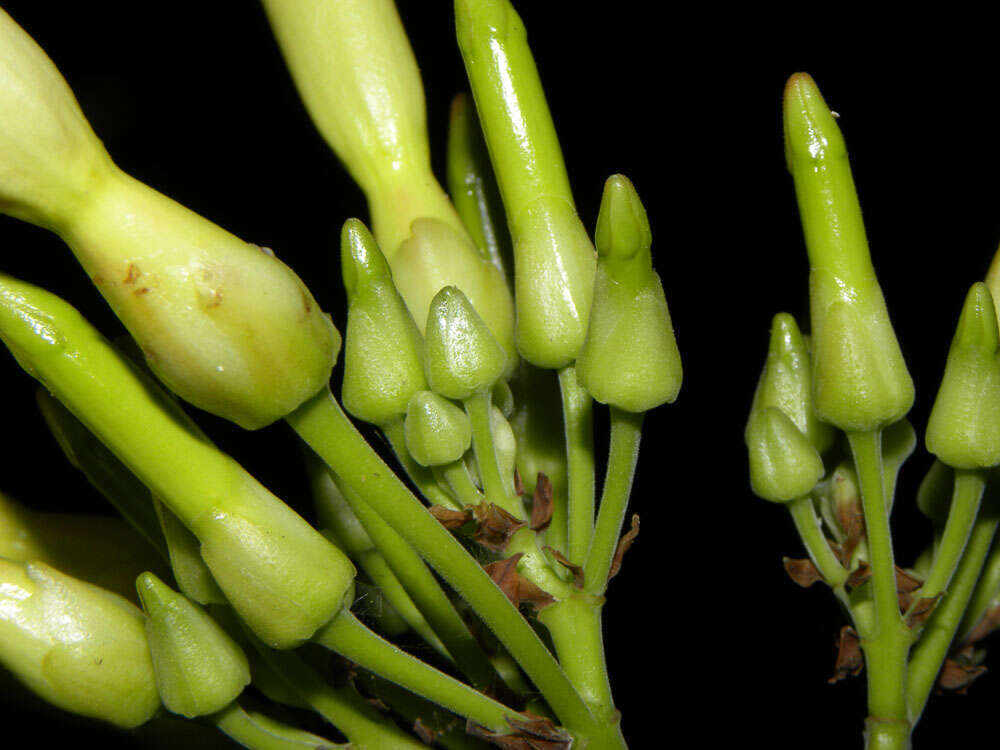 Plancia ëd Odontadenia puncticulosa (Richard) Pulle