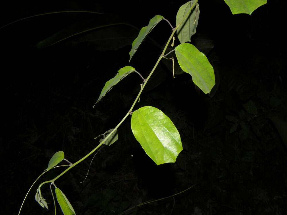 Image of Passiflora talamancensis Killip