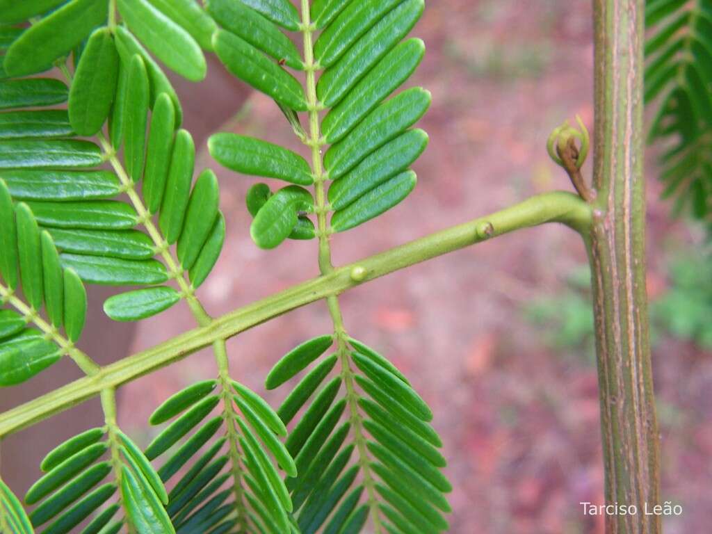 Слика од Albizia