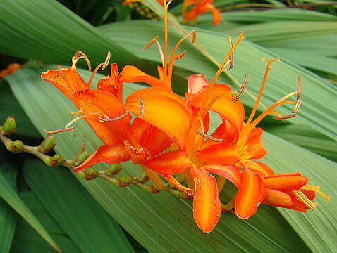 Imagem de Crocosmia masoniorum (L. Bolus) N. E. Br.