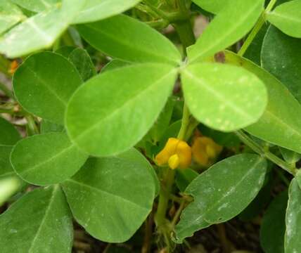 Plancia ëd Arachis hypogaea L.