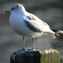 Image of common gull