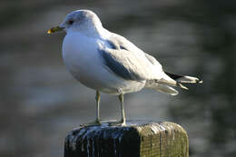 Image of Common Gull