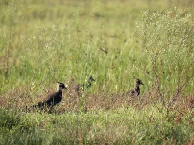 Image of Lapwing