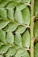 Слика од Polystichum aculeatum (L.) Roth