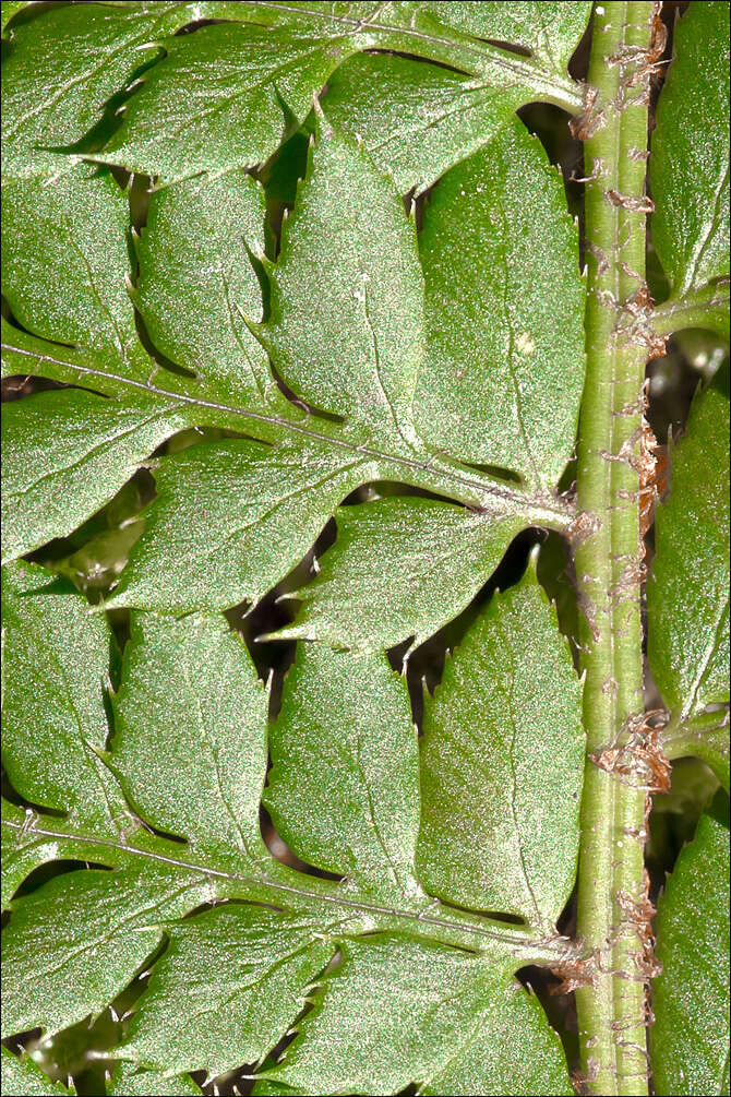 Слика од Polystichum aculeatum (L.) Roth