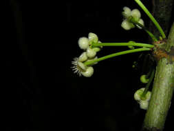 Слика од Garcinia magnifolia (Pittier) B. Hammel