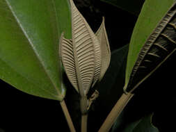 Image of Miconia argentea (Sw.) DC.