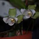 Image of Lycaste angelae f. semialba