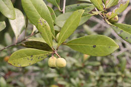 Image of Cartrema floridana