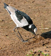 Image of Blacksmith Lapwing