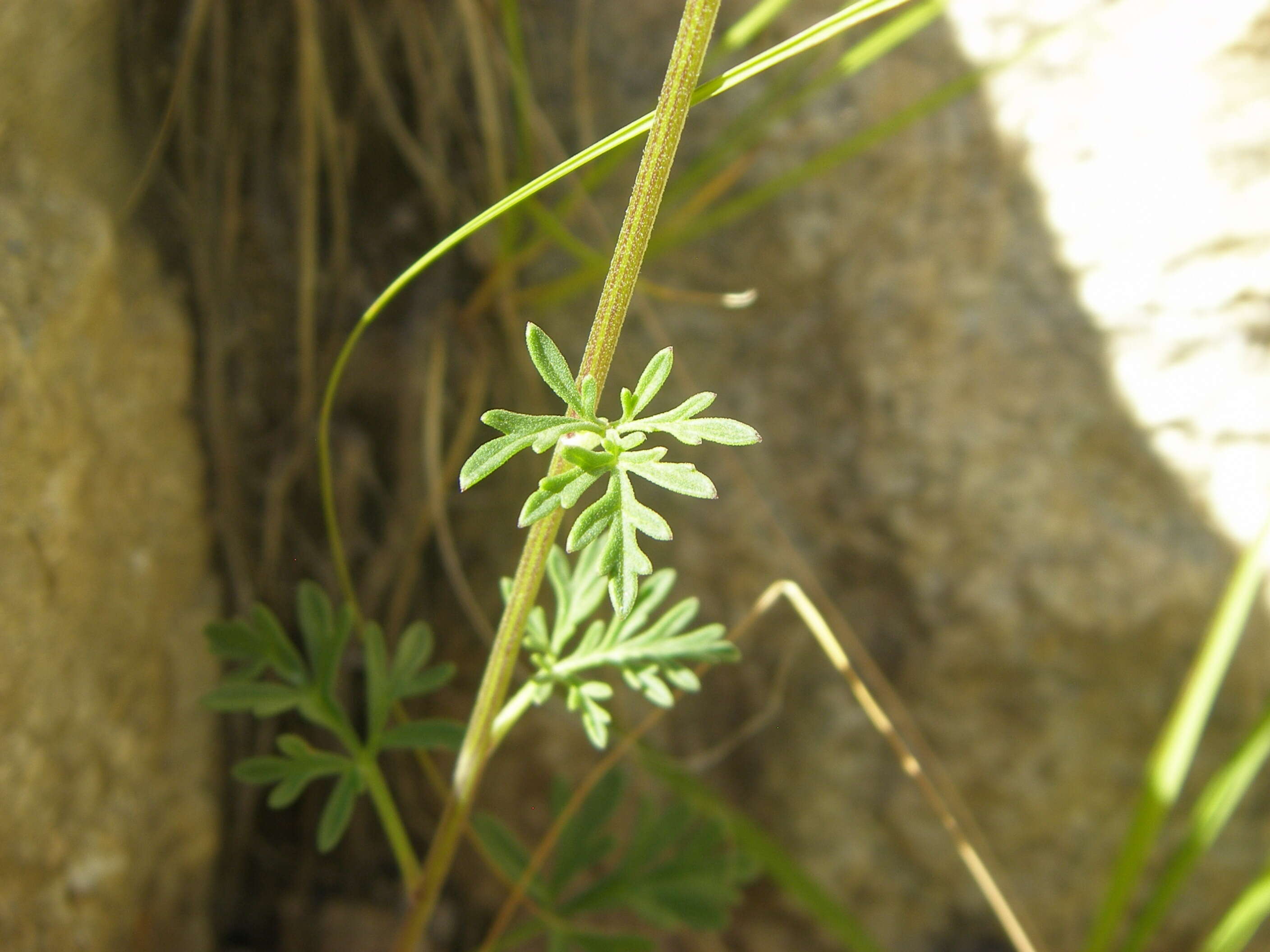 Image of ragleaf bahia