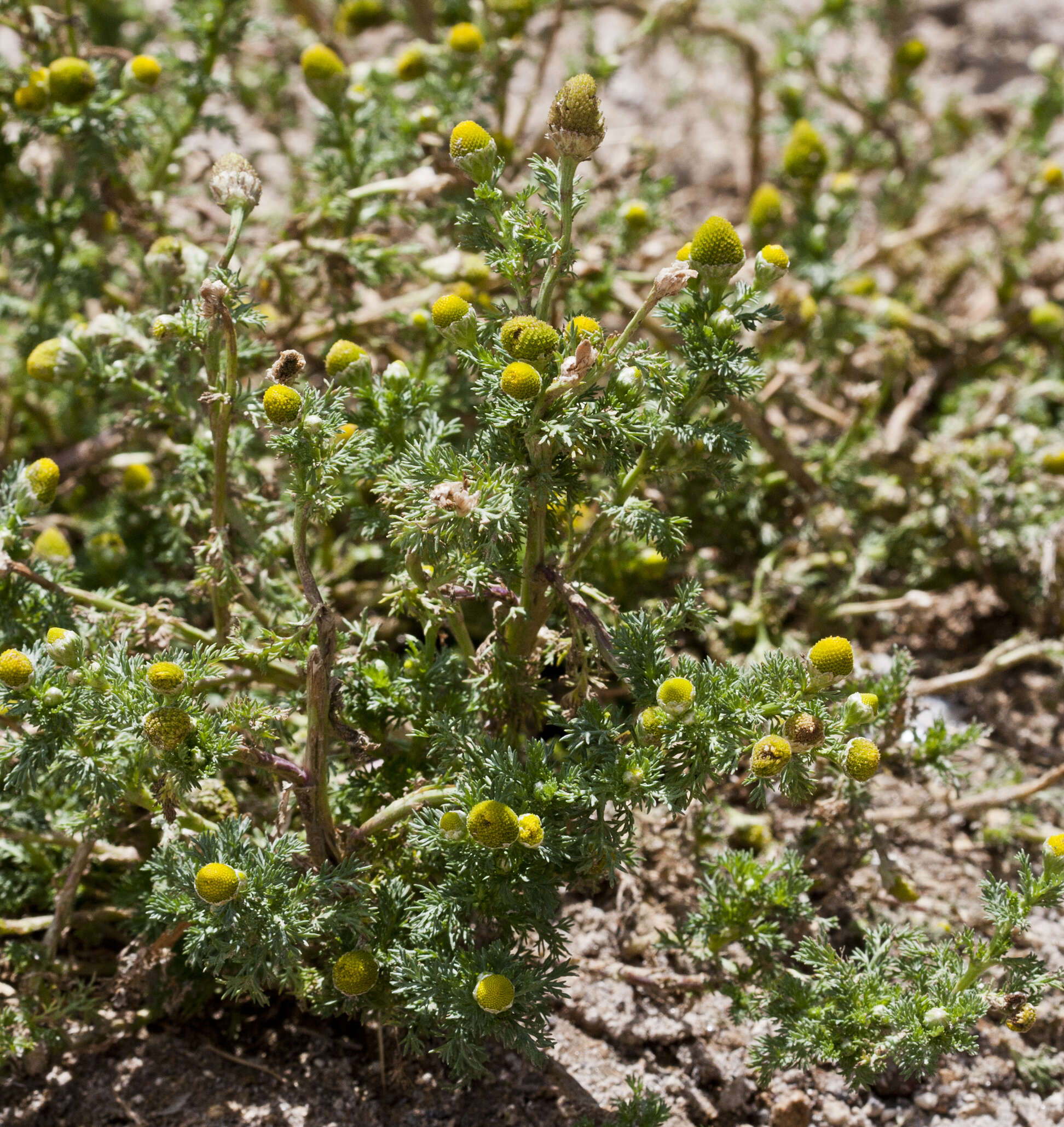 Image of mayweed