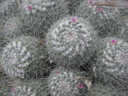 Image of Mammillaria geminispina Haw.