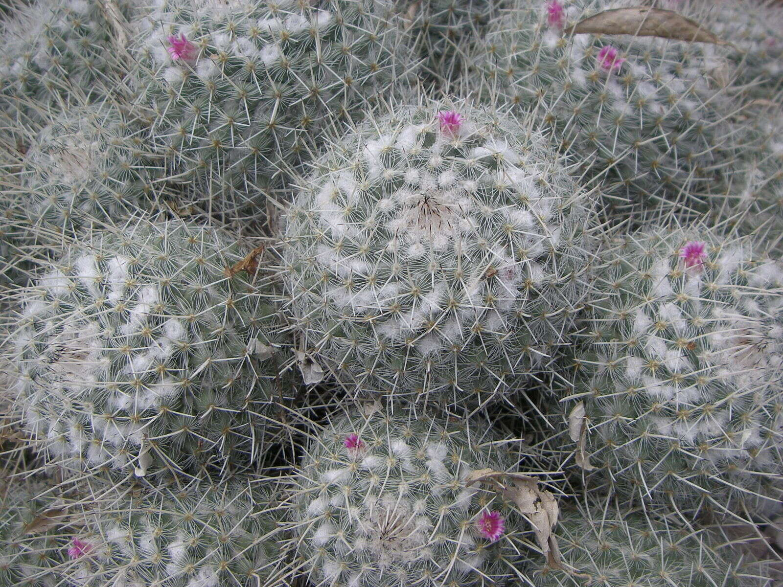 Image of Mammillaria geminispina Haw.