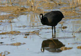 Image of Crested Coot