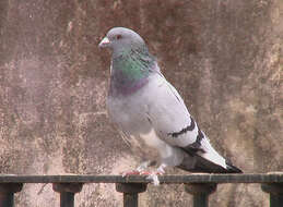 Image of Common Pigeon