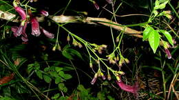 Image of Jacaranda jasminoides (Thunb.) Sandwith