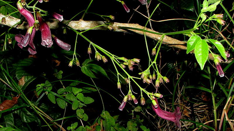 Imagem de Jacaranda jasminoides (Thunb.) Sandwith