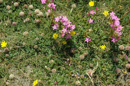 Image of Centaury